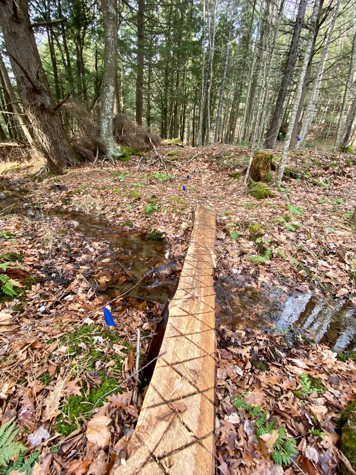 Fun trails...wish we could see them more clearly.