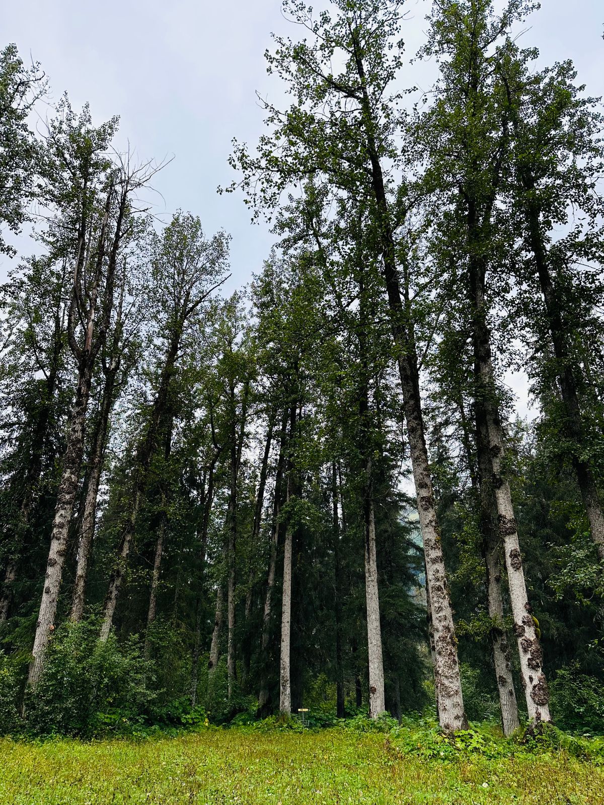 Hole 15 plays right up to this dense forest.