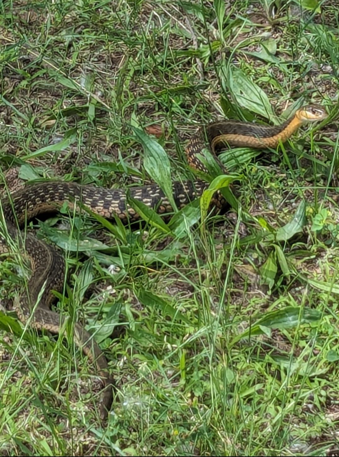Nooe! Too many snakes in the area.