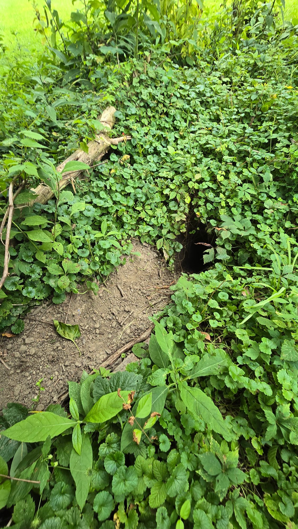 Burrow of a disc eater