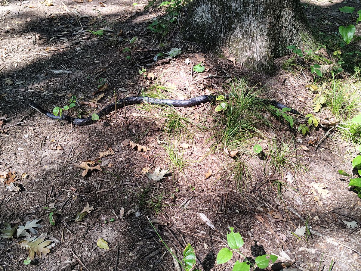 About stepped on it walking by!