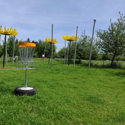 Basket 2 inmitten von Löwenzähnen
