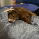 discindachshund