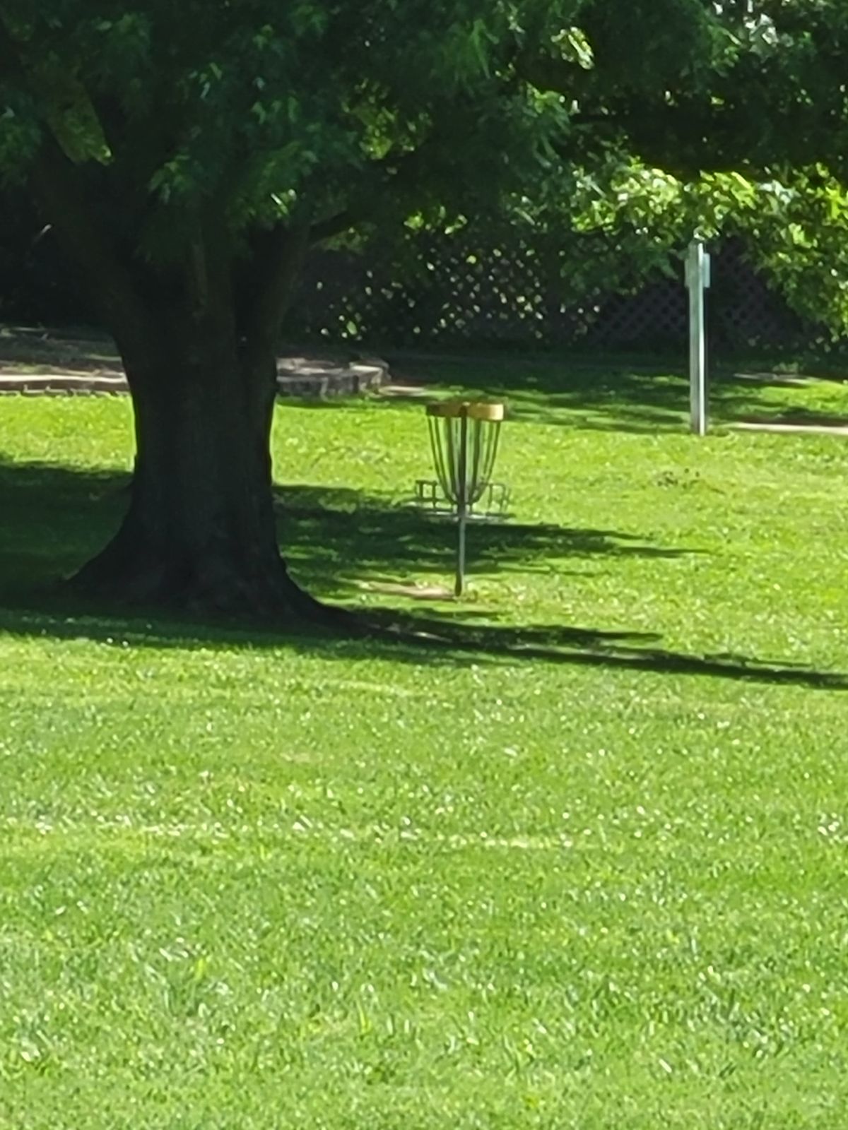 8 basket. Tucked behind guardian tree.