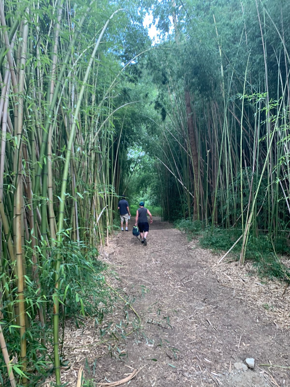 Tall bamboo tunnel for hole 1.