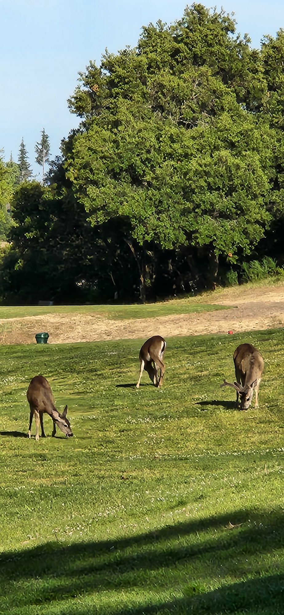 Peaceful course