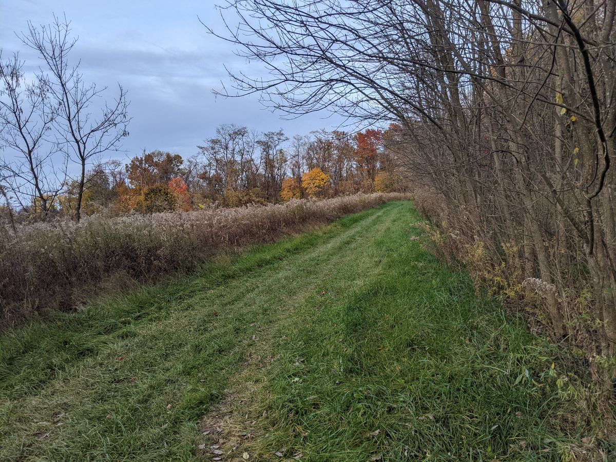 Hole 8 ends to the left of this at the end. You can see the tire marks for width reference. Would be more fun with field cut more