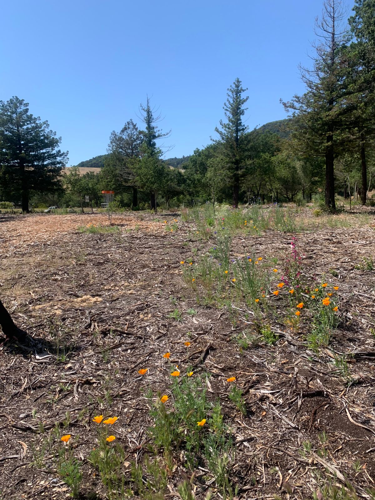 Hole D - Wildflower Project