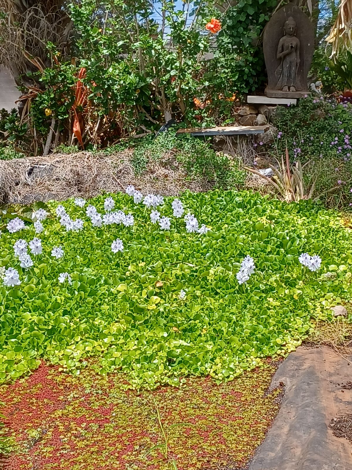 Water hyacinth Buddha