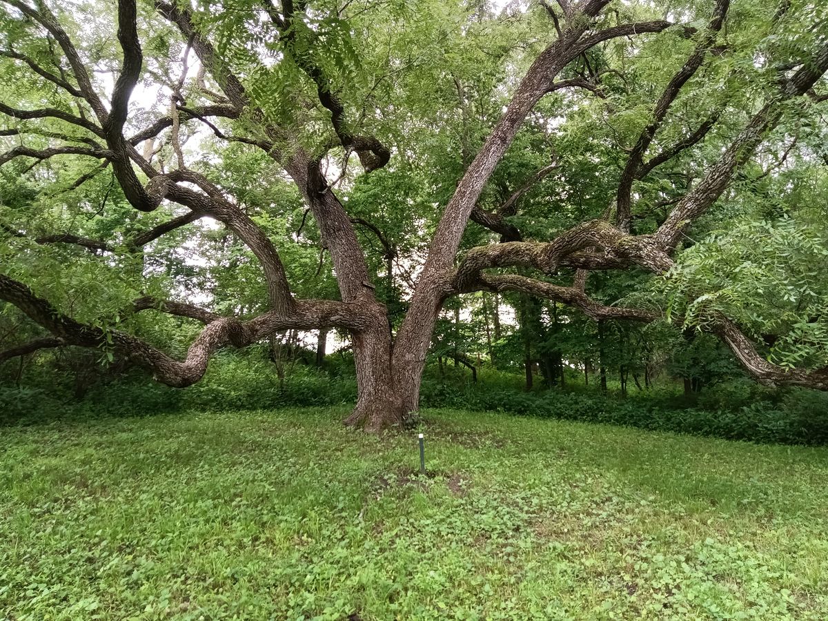 Spectacular Tree Green