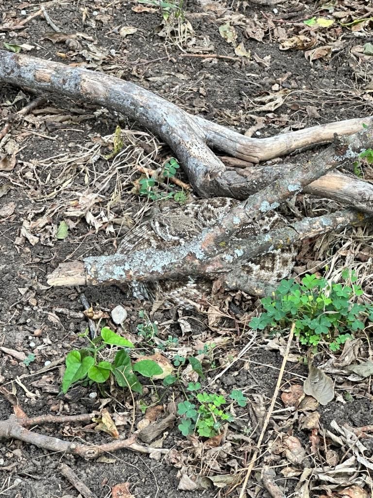 Rattler by basket 2. 6.19.24