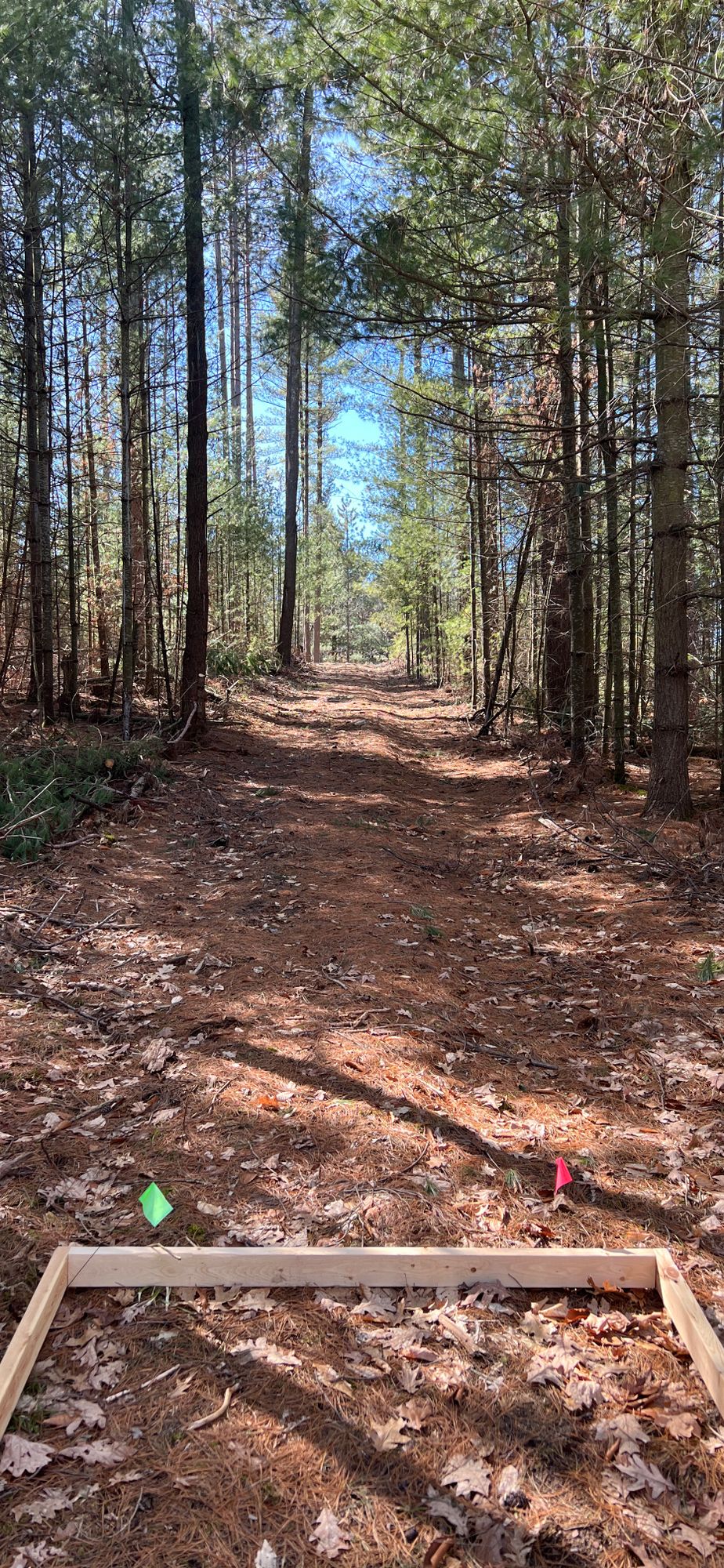 Hole 5 Tee