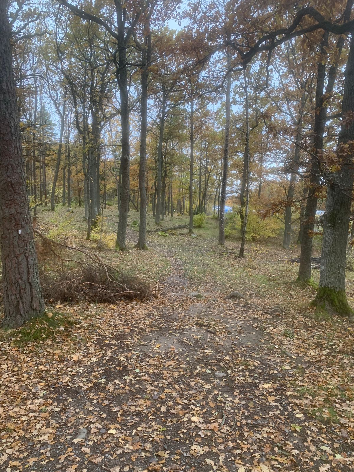 Fairway 3