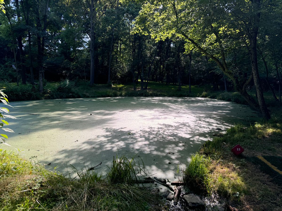 Pond on 15