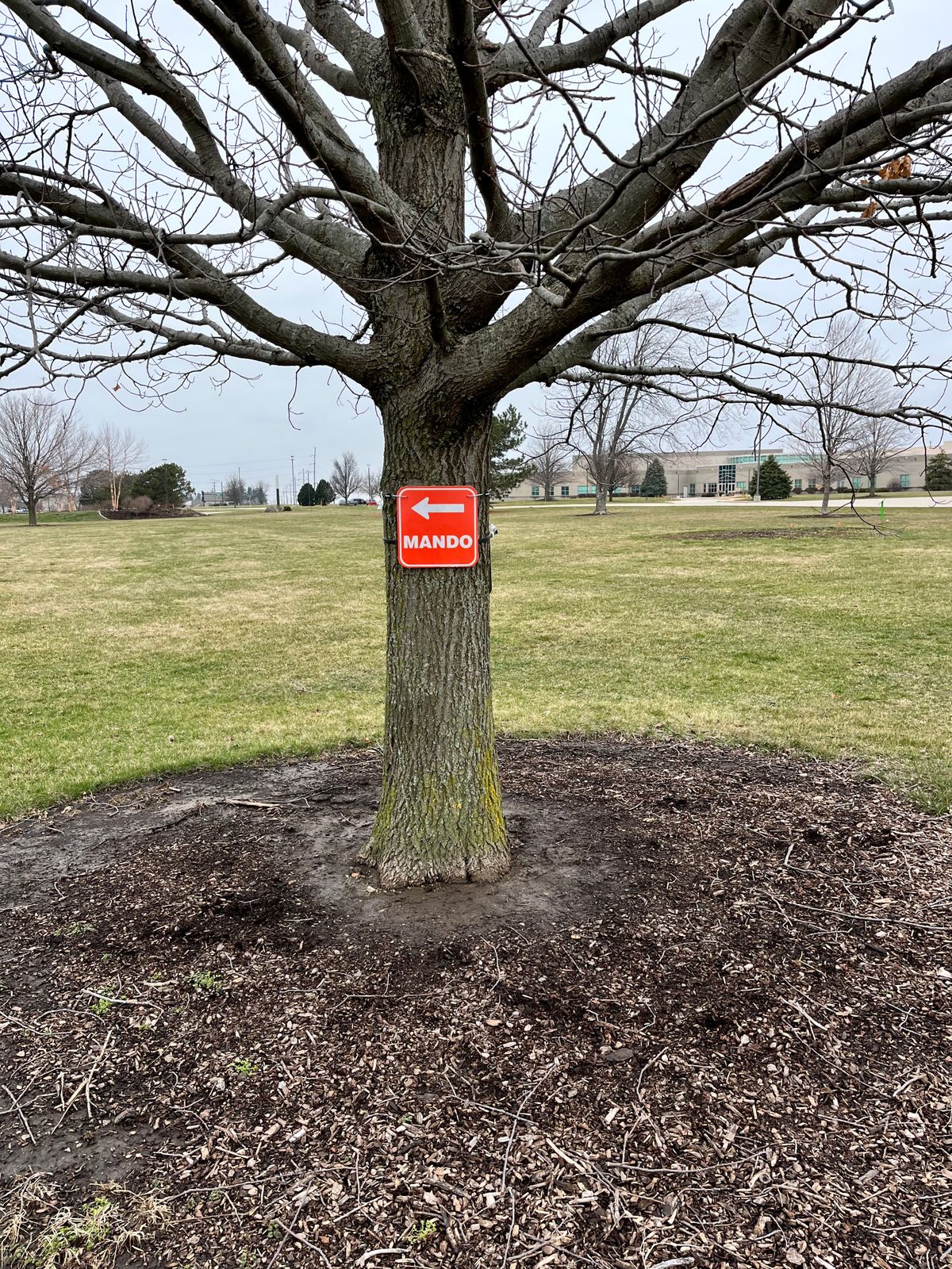 Mando tree utilized by holes 6 and 8