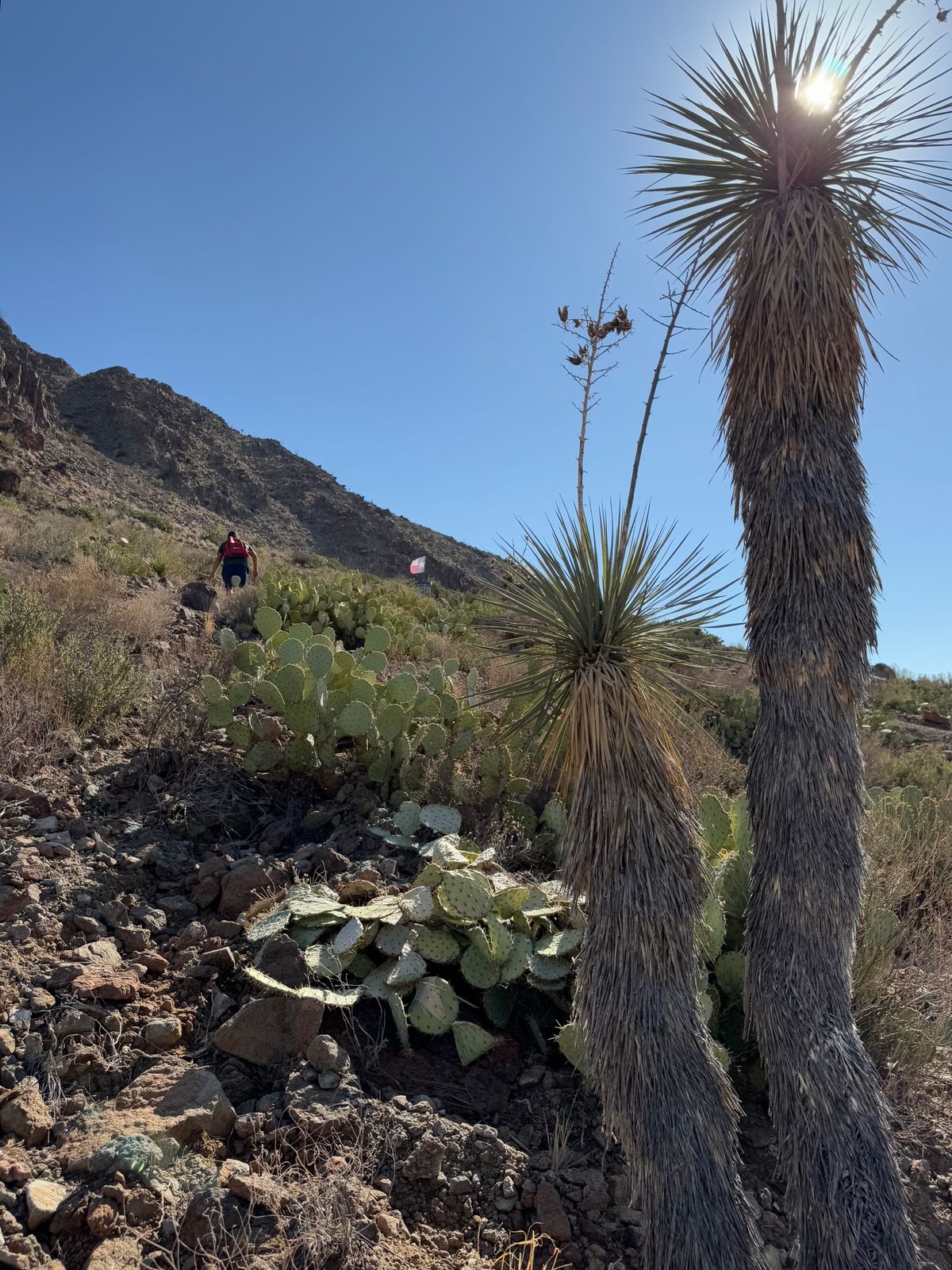 Some of the “trees” on the course.