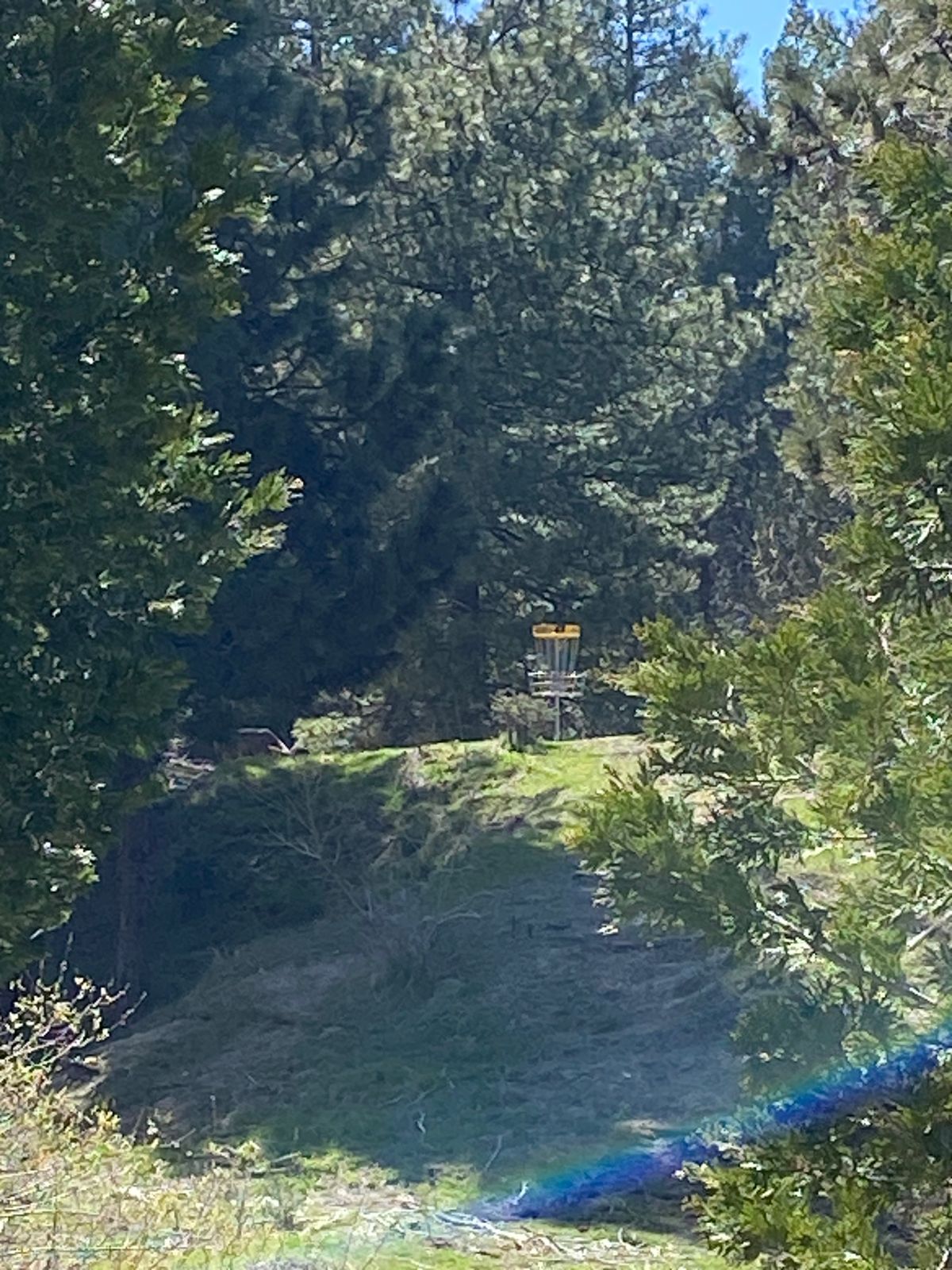 Couple of deers grazing by hole 6 basket