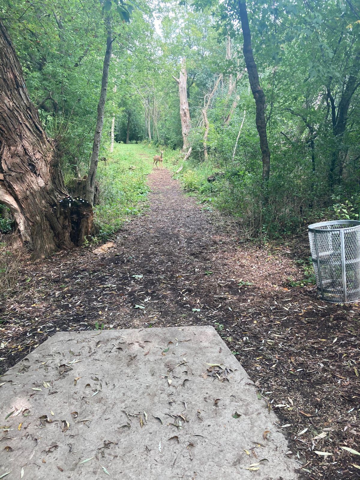 6 tee