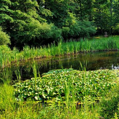 Looking across the pond.