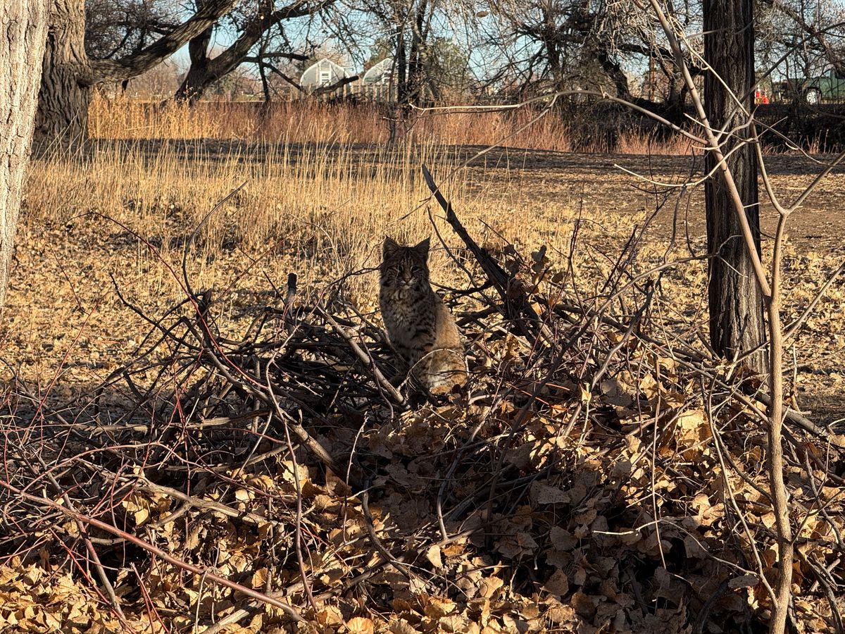 The curious course bobcat.