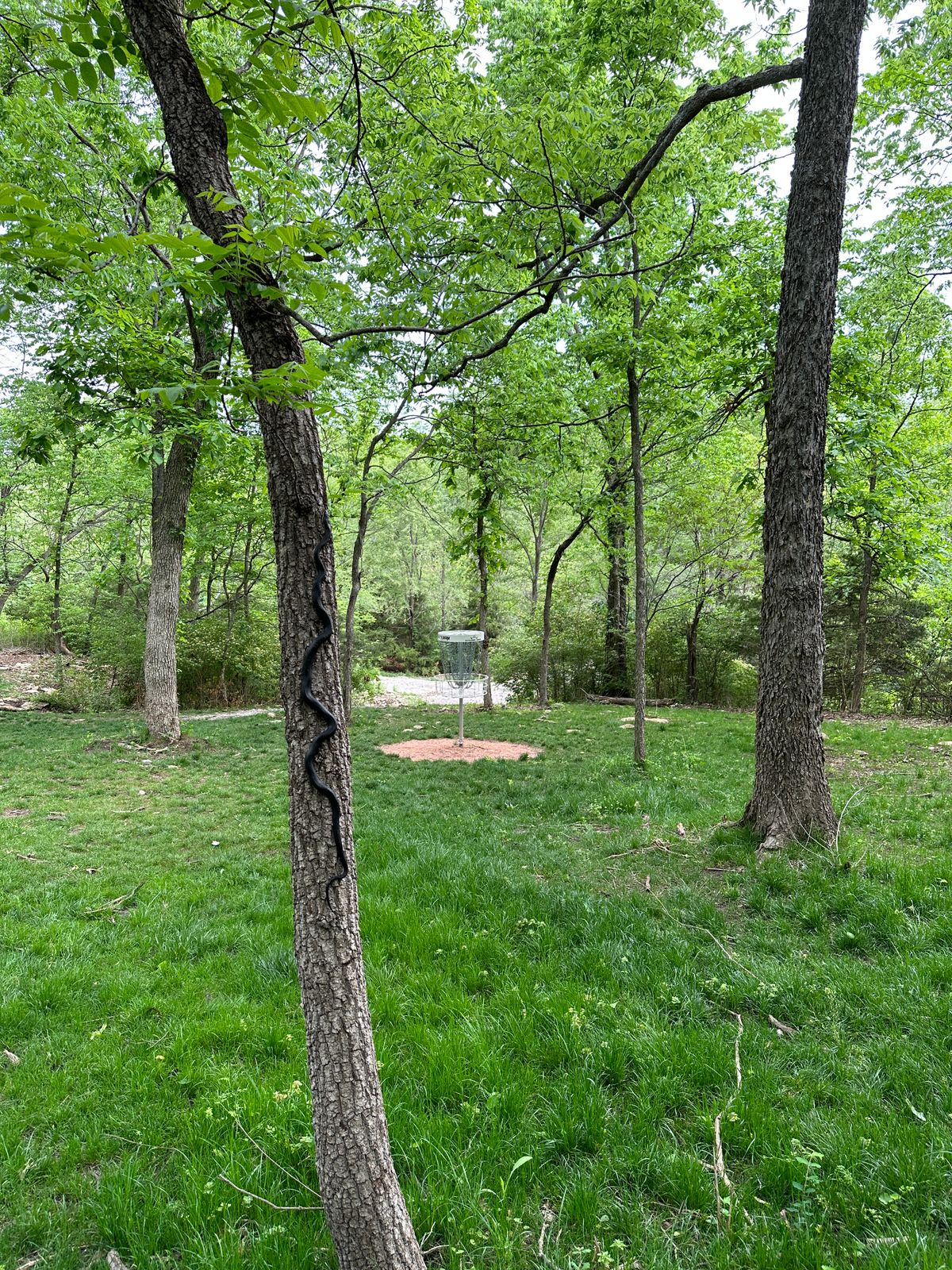 Watch out for black snakes on hole 1!