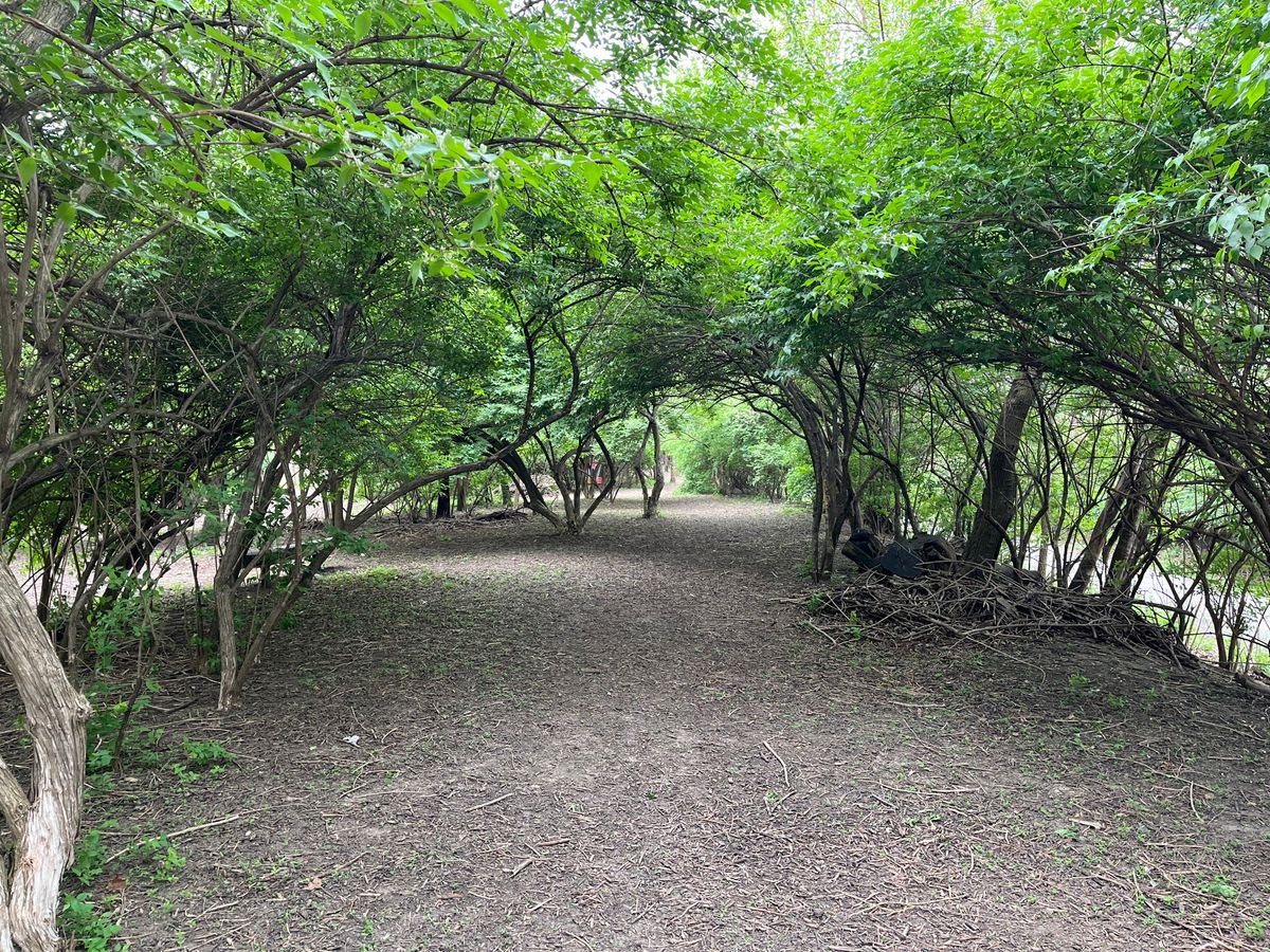 Beautiful canopy of trees, on a nice church course