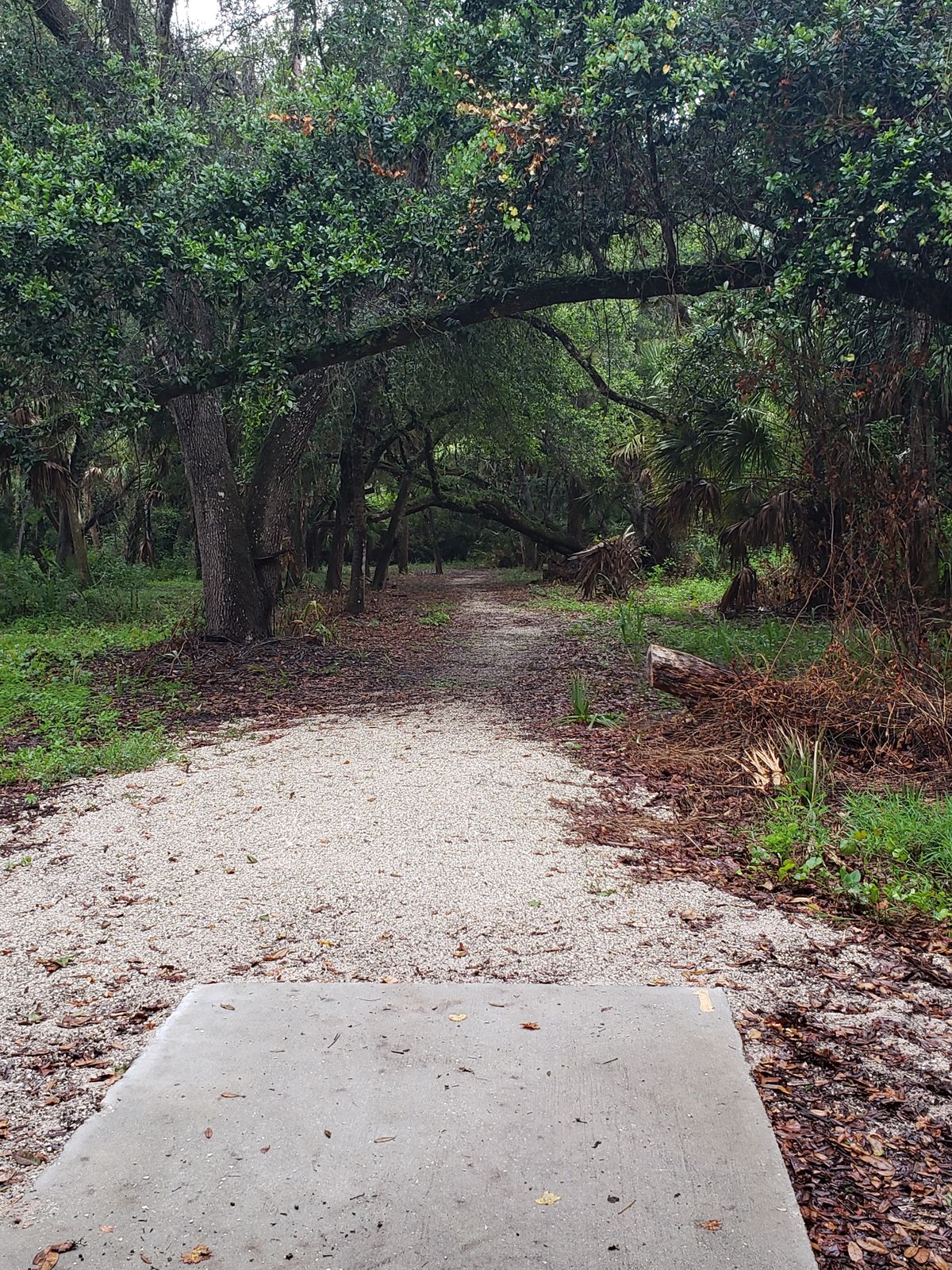 Hole 1 Tee Pad