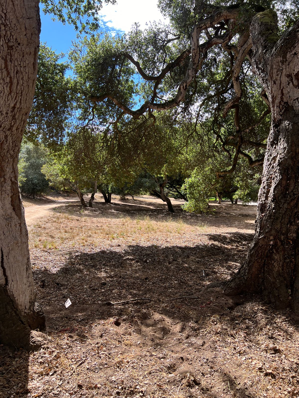 Hole 5 from the tee pad.