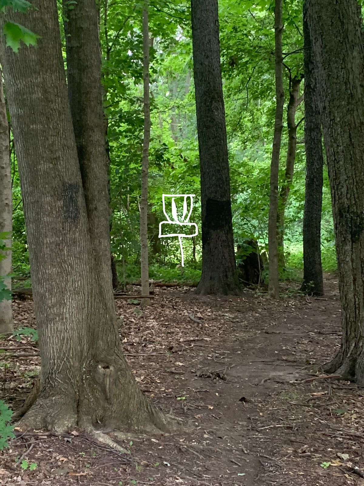 Hole 3 180 feet behind the brush