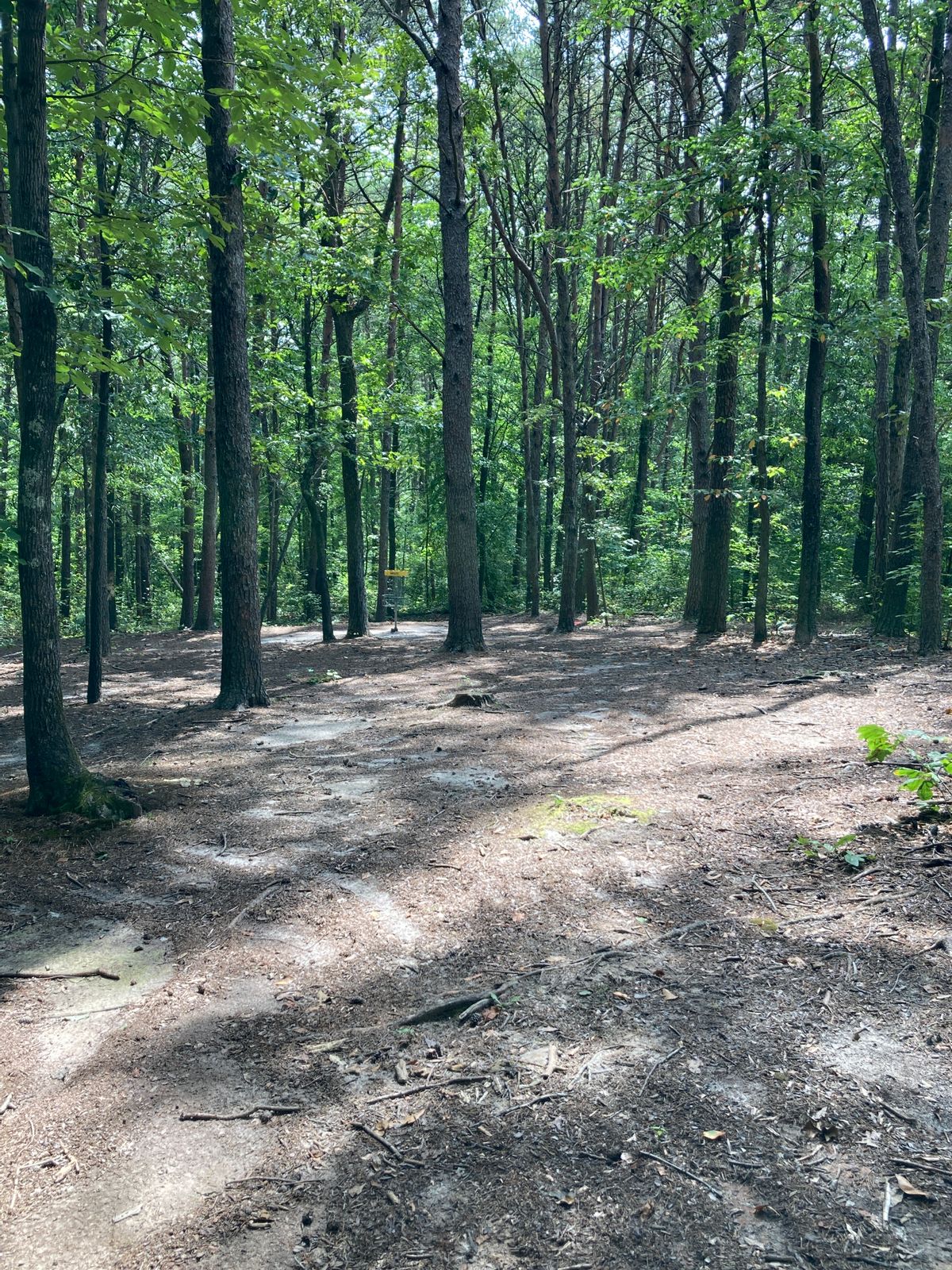 Hole 15 - Basket
