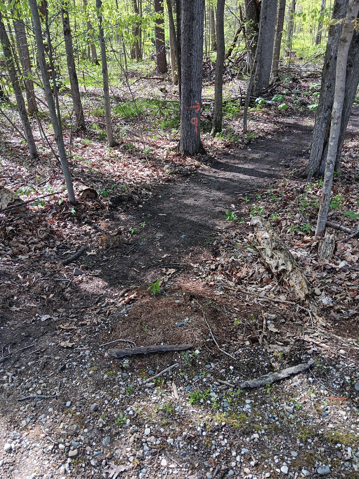 Path to the tee box of tee 9 is marked on tree west of hole 8 basket. 