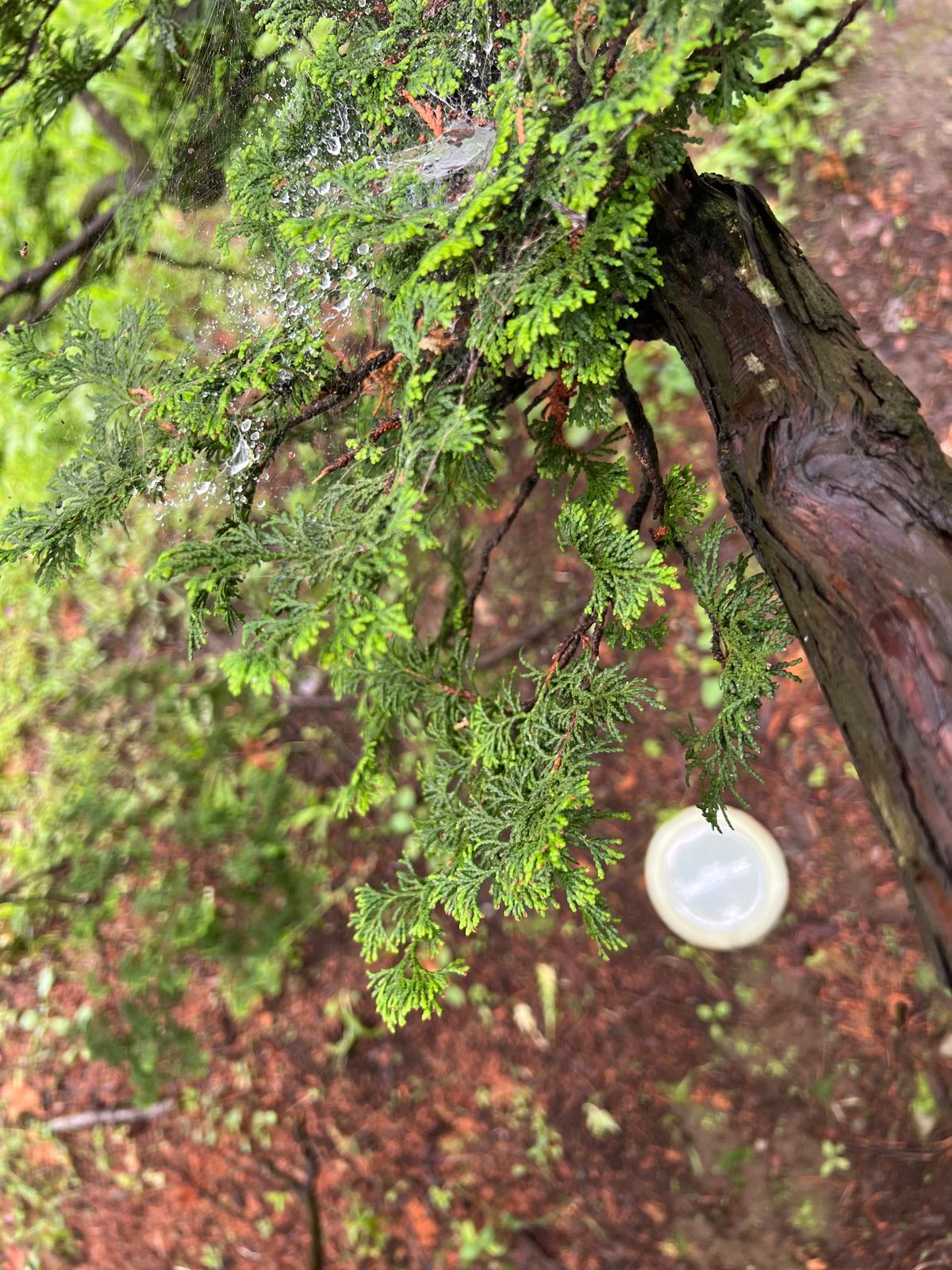 Raindrop-laced spider web on hole 1. Easy bird from under the tree.