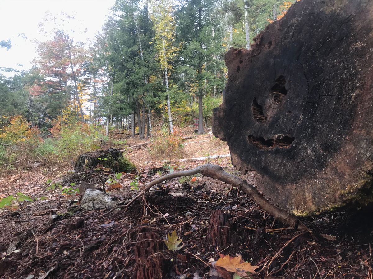 Smiling log on hole 12.