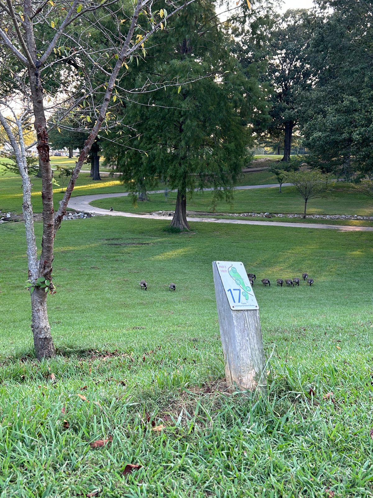 Hole 17 back up by the pond, throws downhill just behind the big tree