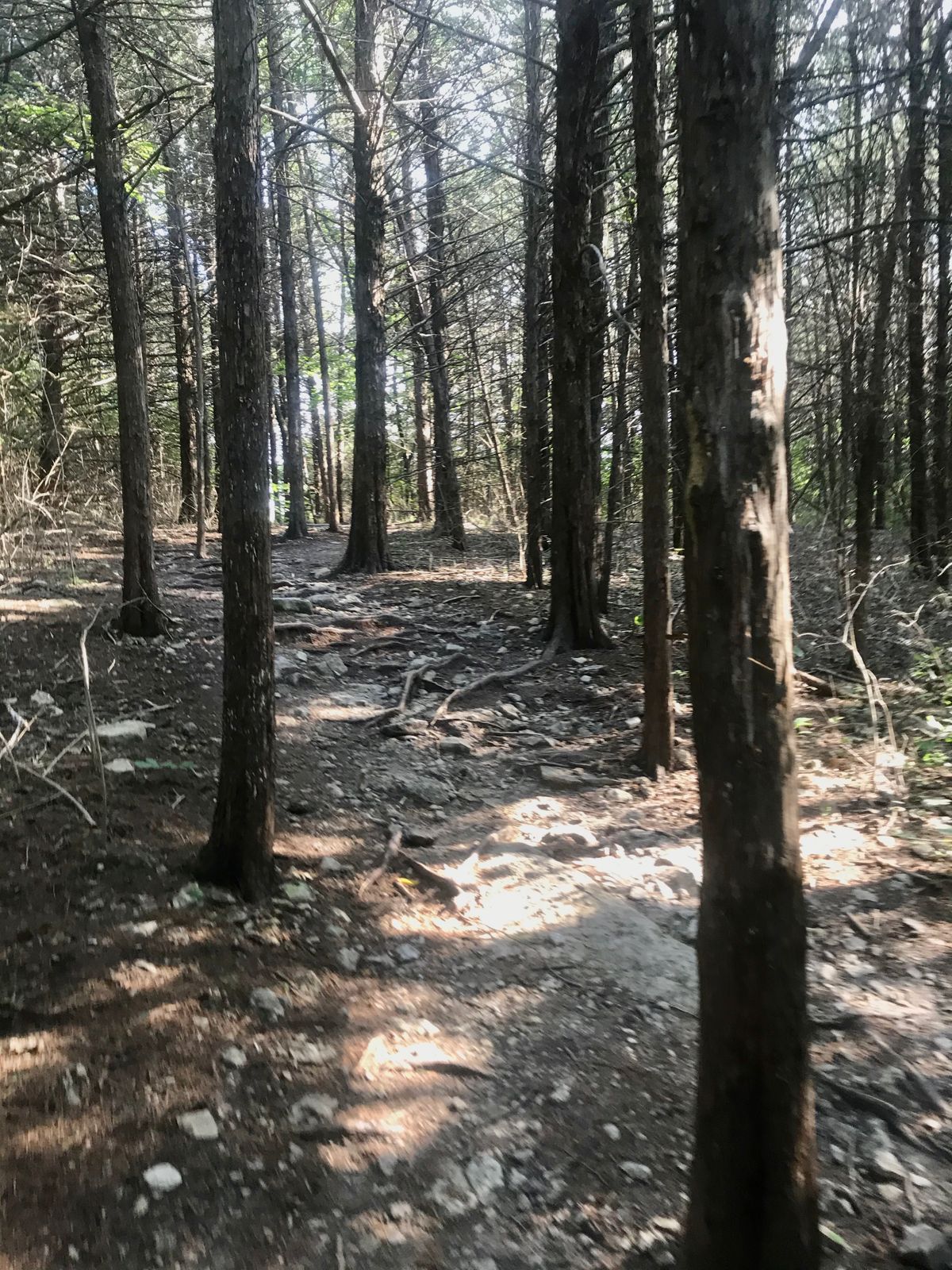 Trail leading to hole 1
