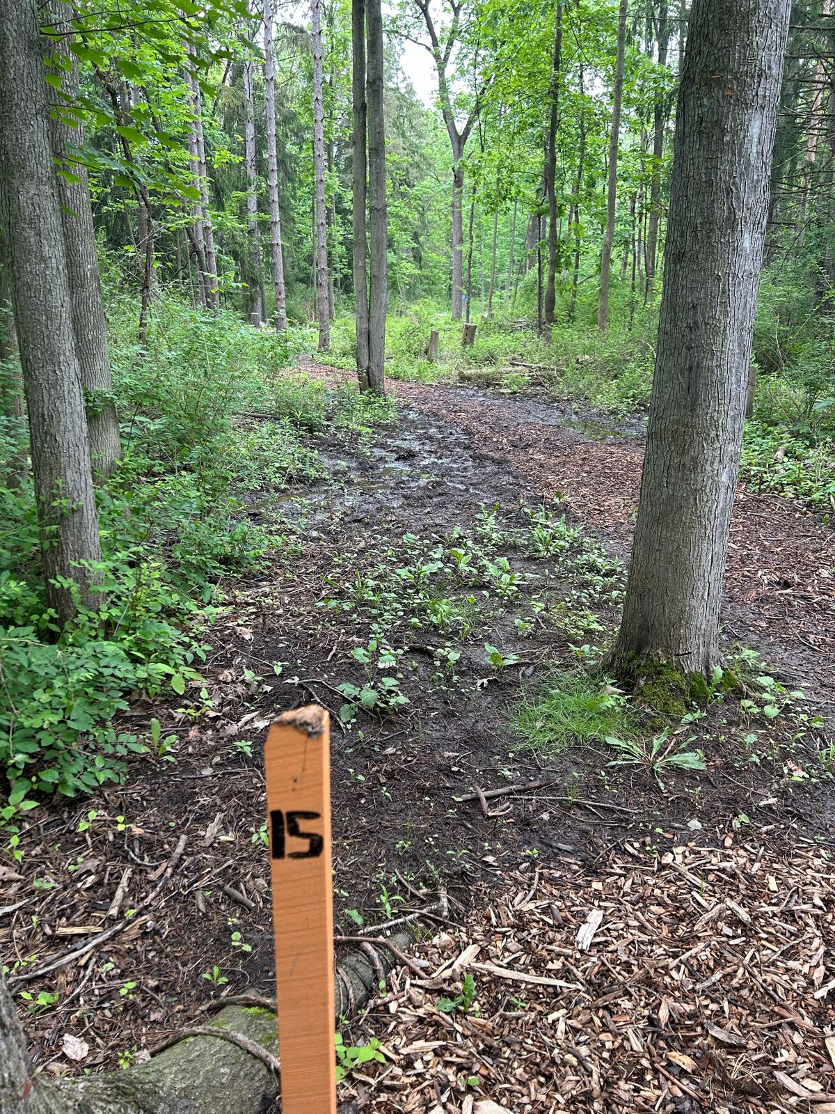 Hole 15 tee.