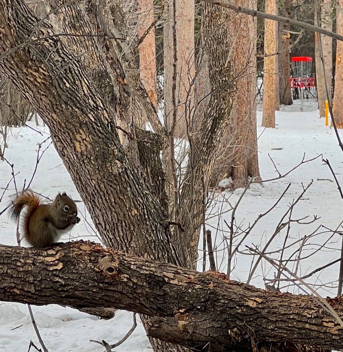 Hole 6 local resident