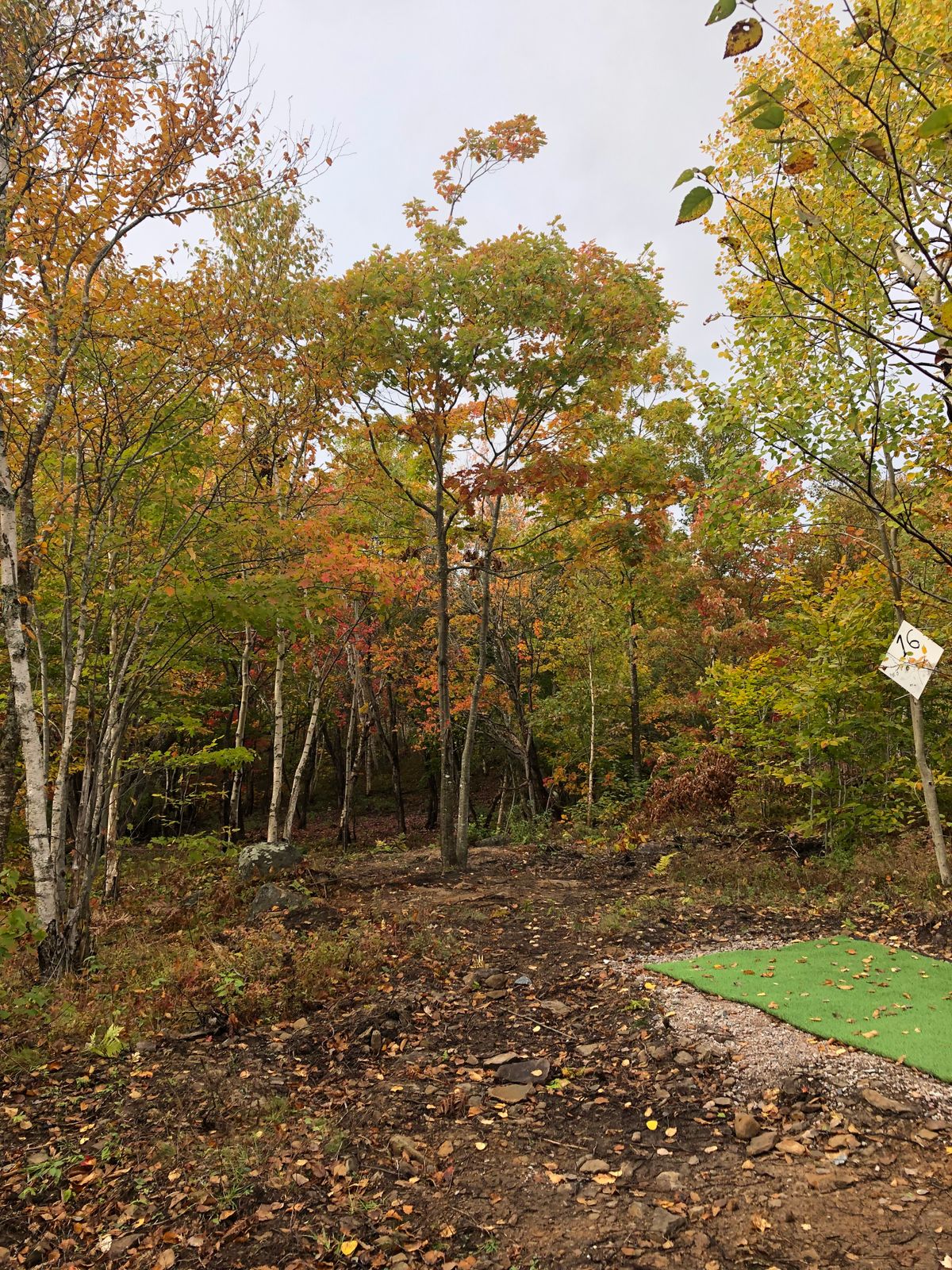 Tee hole 16……take a rip through fern gully