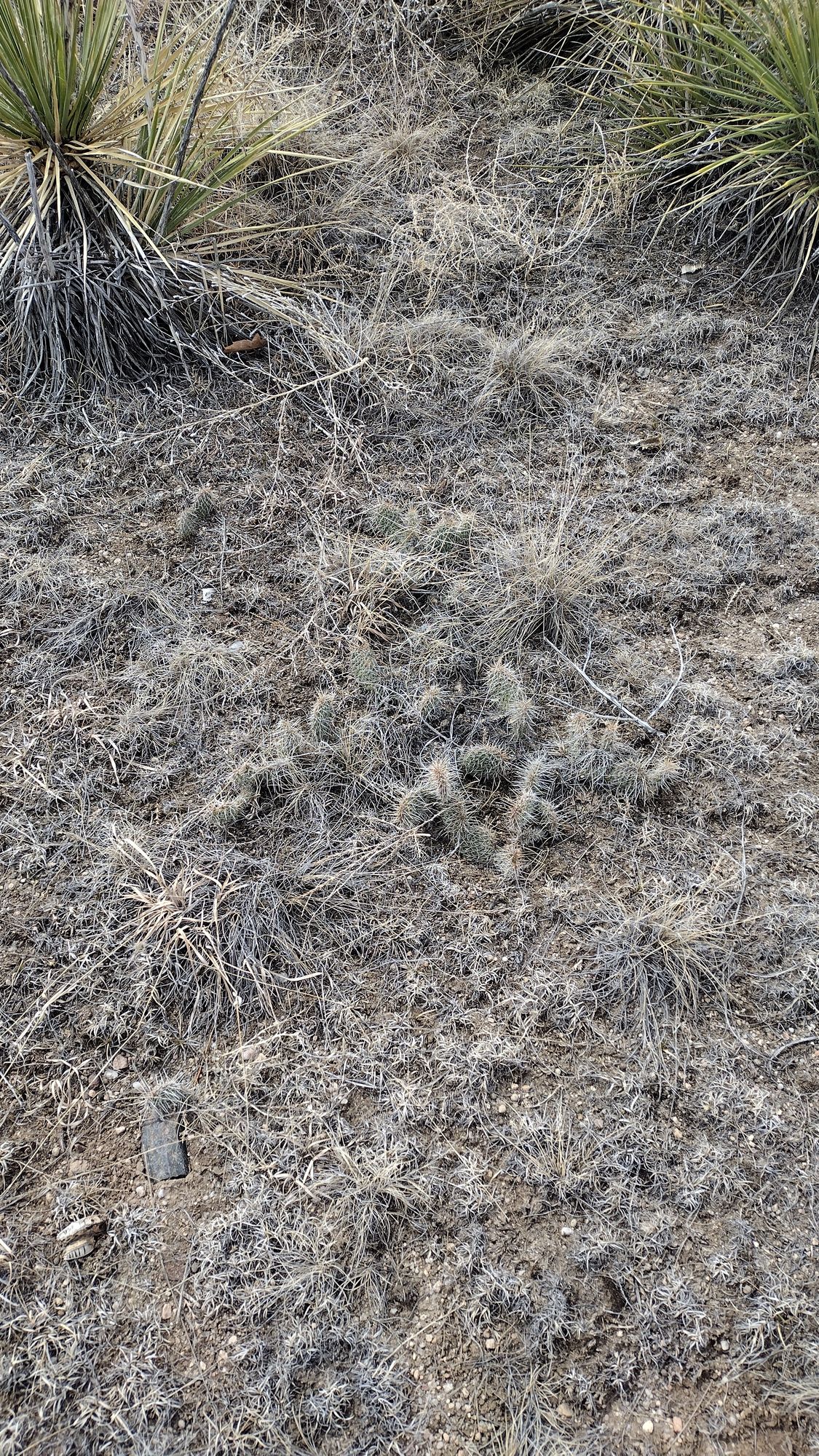 Cactus. It just blends in...