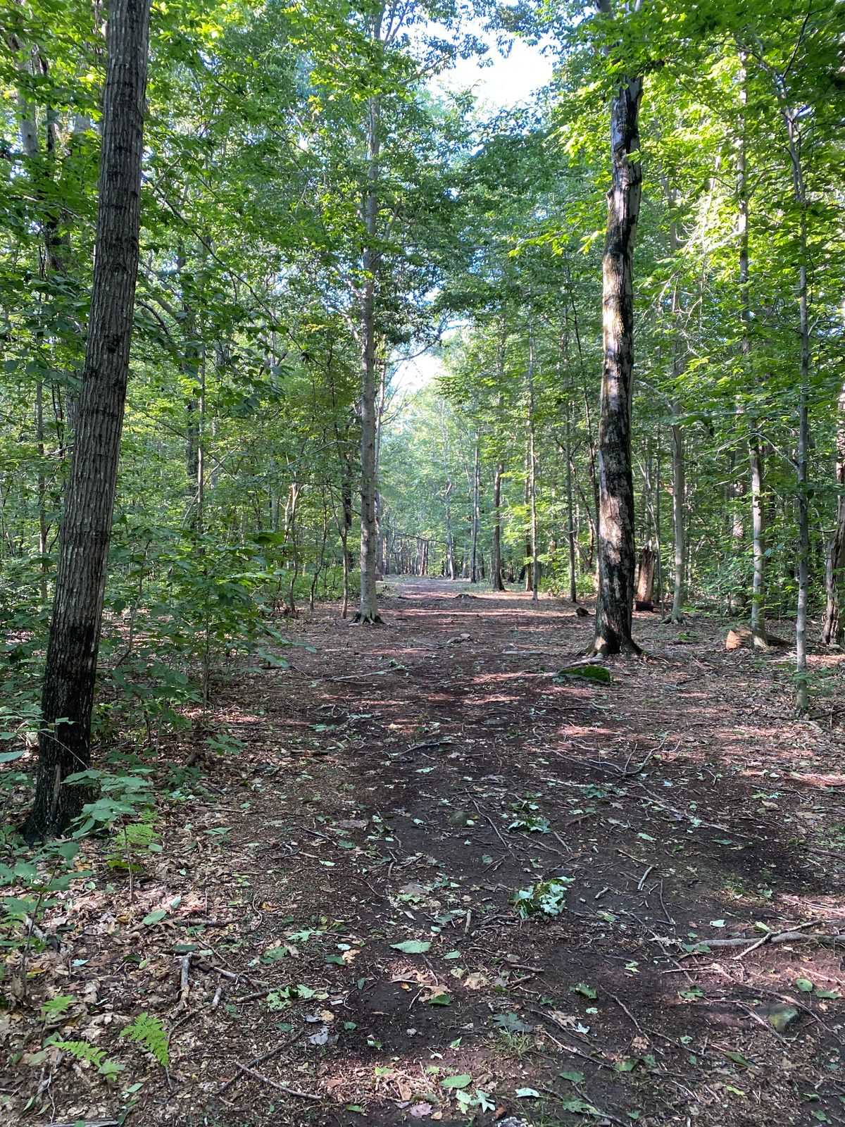 Hole 5 - Long tee