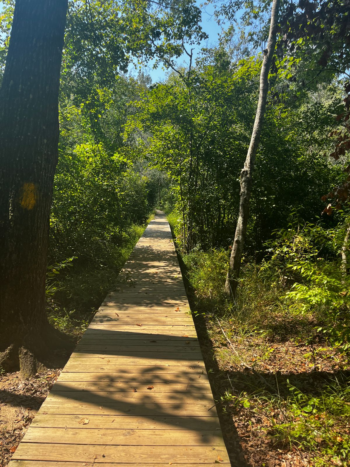 The walk to tee box 1