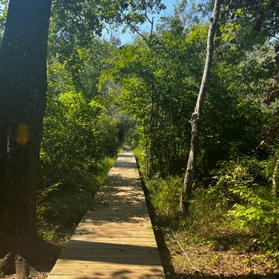 The walk to tee box 1