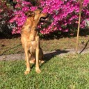 barklee