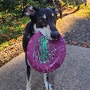 shornber
