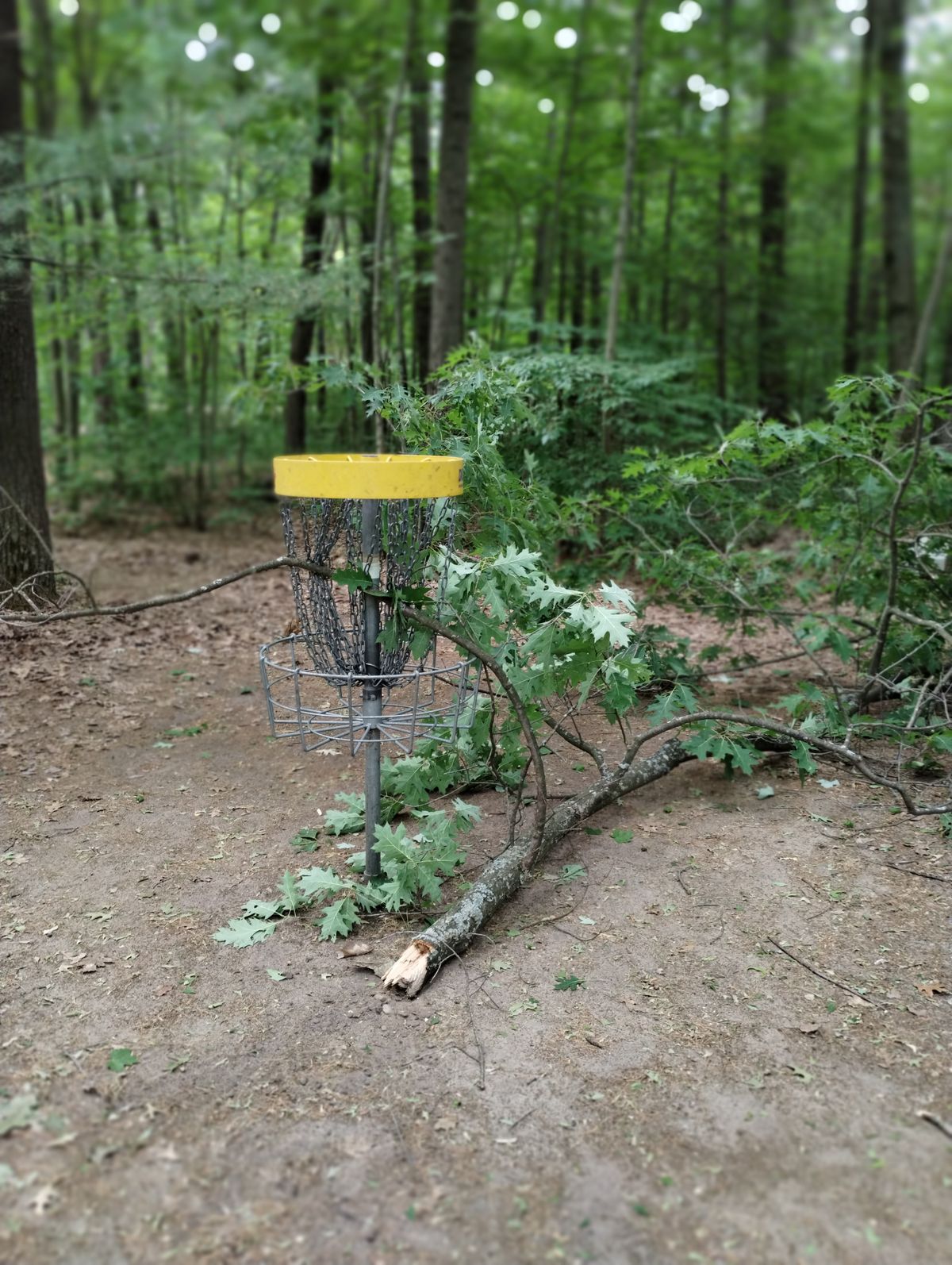 Wish I could stay out of the trees!!!!!