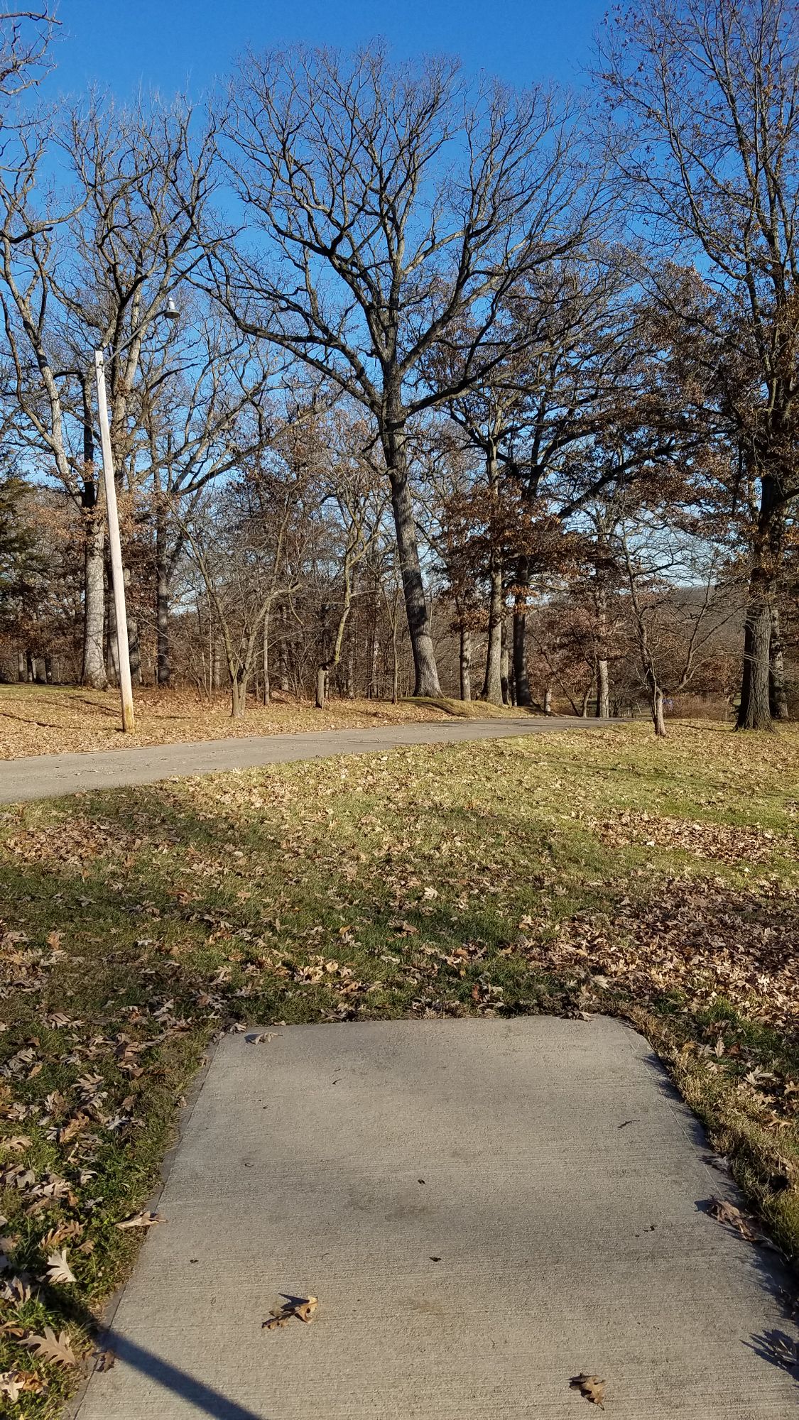 Teepad #5. The basket is over the road behind the tree in the centre.
