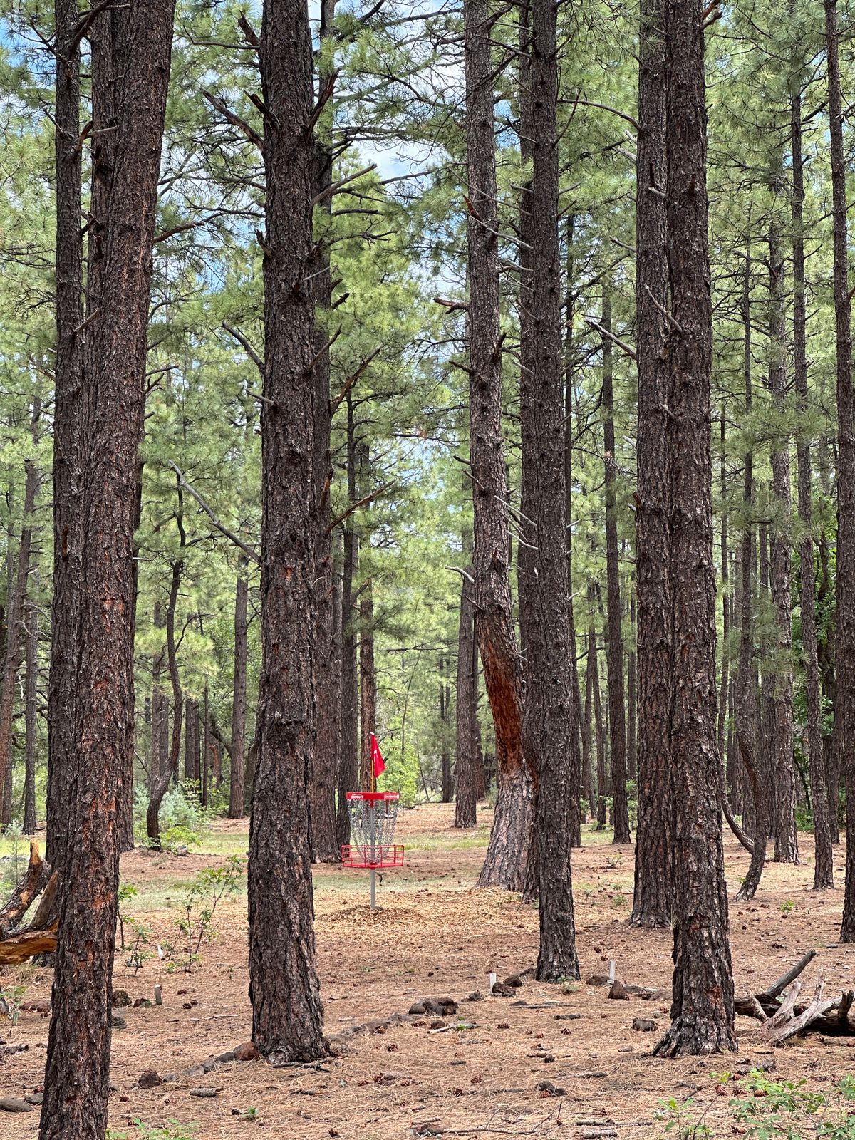 Hole 5 basket looking towards the tee pads