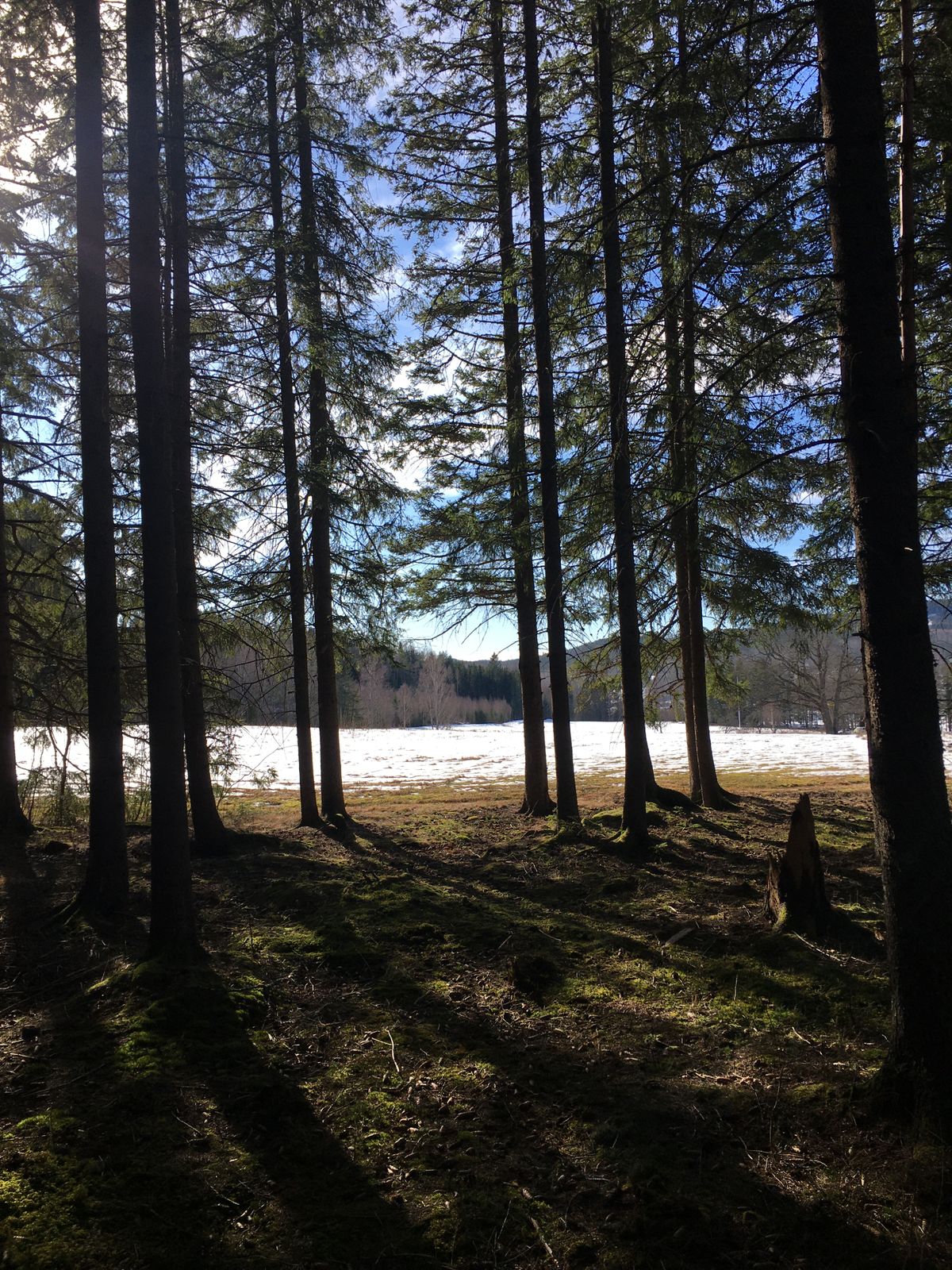 Stor variation, från skog till fält på samma hål.