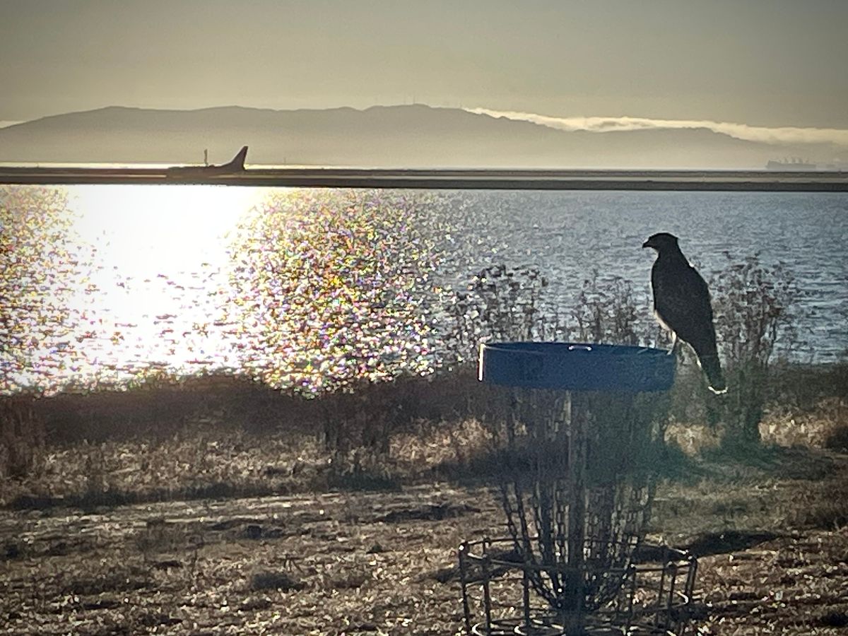 Raptors and planes near the #3 Basket.