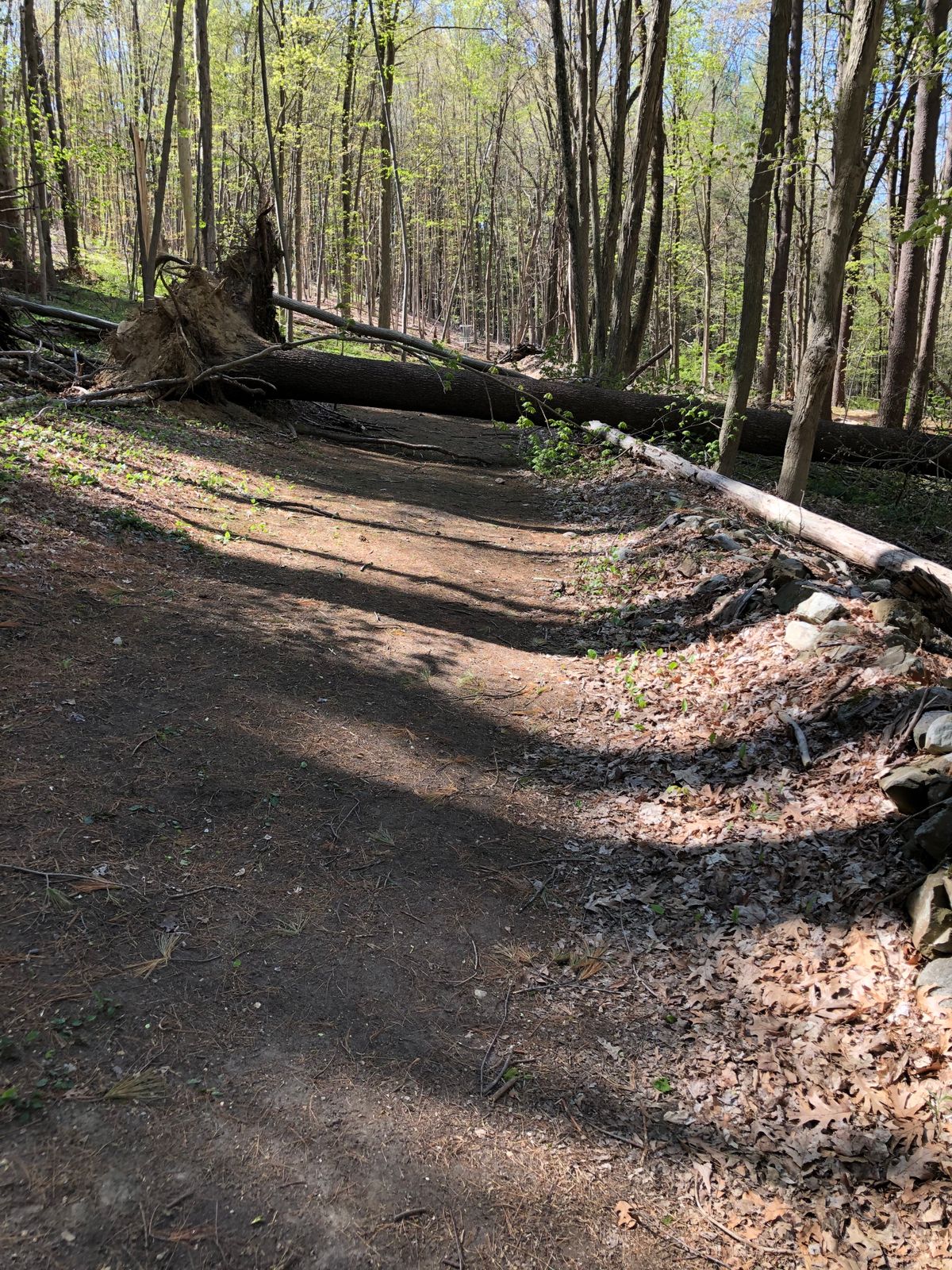 Hole 5